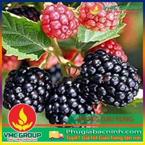 HƯƠNG DÂU RỪNG THỰC PHẨM